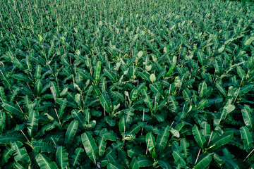 Aerial view of banana trees growing at field