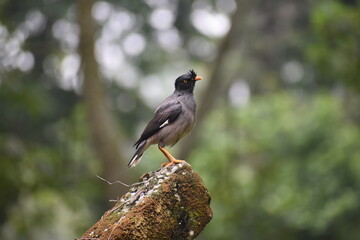 beautiful moina bird sitting on cement wall