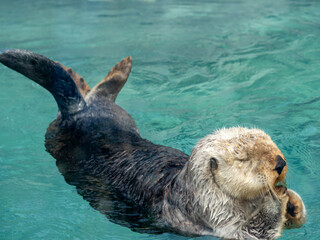 Sea Otter 001