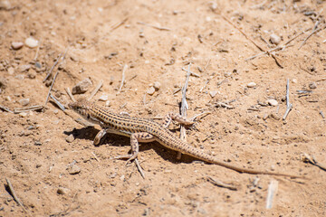 A closeup of a Little lizard lies under a hot rock under the summer sun. The Negev desert, Israel. High quality photo