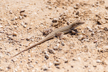 A closeup of a Little lizard lies under a hot rock under the summer sun. The Negev desert, Israel. High quality photo