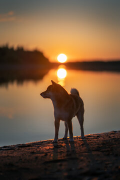 Shiba inu dog at sunset