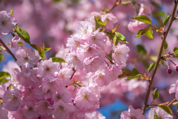 Lush blooming pink sakura blossoms. Spring Background image