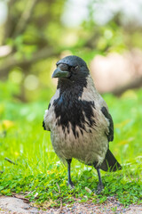 Black crow walks on green lawn. Raven on grass. Wild bird on meadow.