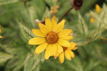 Yellow Autumn Flower, U of A Botanic Gardens, Devon, Alberta