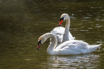 Graceful white Swans swimming in the lake, swans in the wild