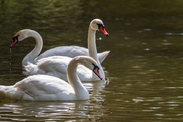 Graceful white Swans swimming in the lake, swans in the wild