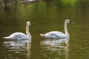 Fototapeta premium Two graceful white swans swim in the dark water.