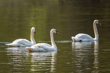 Obraz premium Graceful white Swans swimming in the lake, swans in the wild