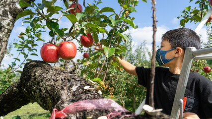 10月にりんご狩りをする小学生の男の子