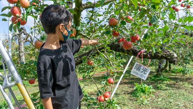 りんご狩り の画像 8 7 件の Stock 写真 ベクターおよびビデオ Adobe Stock