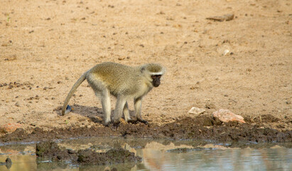 Vervet monkey activity at a waterhole