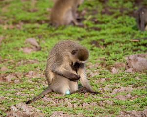 Vervet monkey activity at a waterhole