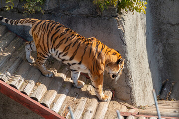 Huge Tiger at the Zoo. Ussurian tiger.