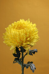 Large yellow chrysanthemum mum flower closeup macro on yellow background