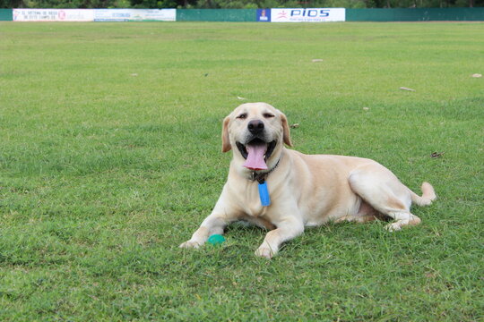 Perro Labrador