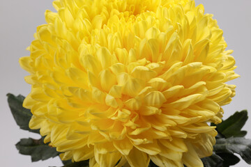 Large yellow chrysanthemum mum flower closeup macro on white background