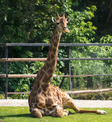 A giraffe lies on the grass in an open-air cage at the Moscow Zoo.