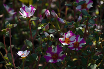 flowers in the garden
