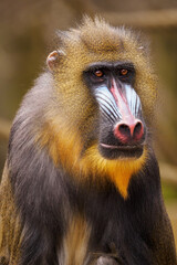 Male baboon monkey in close-up portrait.