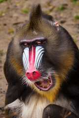 Male baboon monkey in close-up portrait.