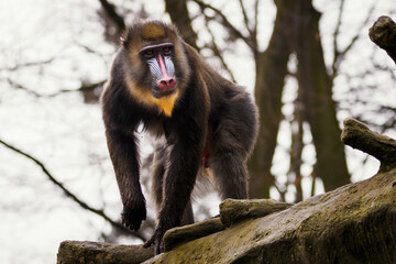 A baboon monkey observing the surroundings from a tree trunk. © lapis2380