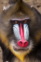 Male baboon monkey in close-up portrait.