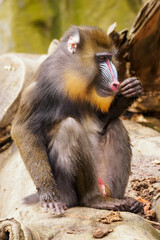 Male baboon sitting on a tree trunk.
