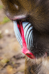 Male baboon monkey in close-up portrait.