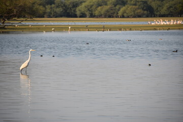 swans on the lake