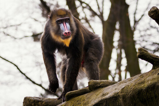 A baboon monkey observing the surroundings from a tree trunk.