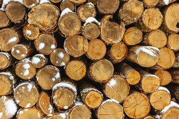 Many trunks of felled trees covered with snow. Close-up. Background image.