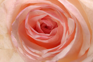 Light pink white rose flower closeup macro petals circle