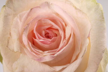 Light pink white rose flower closeup macro petals circle