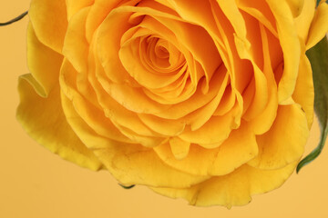 Yellow rose flower closeup macro petals circle on yellow paper background