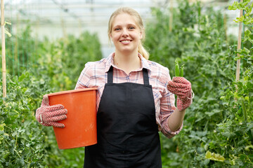 Young woman horticulturist in gloves picking harvest of pease to bucket in greenhouse