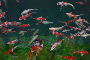 연못속 비단잉어들