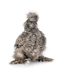Silkie in studio