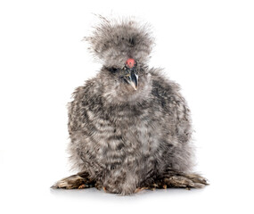 Silkie in studio