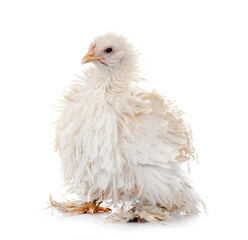 curly Cochin chicken in studio