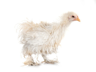 curly Cochin chicken in studio