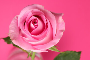 Pink rose flower closeup macro petals circle on pink paper background