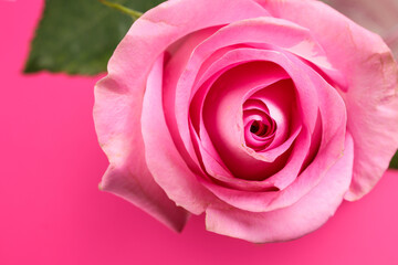 Pink rose flower closeup macro petals circle on pink paper background