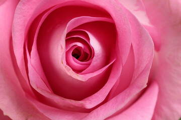 Pink rose flower closeup macro petals circle on pink paper background