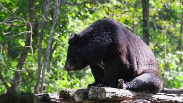 Panting and facing towards the left during a hot morning; Asiatic Black Bear, Ursus thibetanus, Huai Kha Kaeng Wildlife Sanctuary, Thailand.