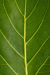 Ficus Altissima Variegated benghalensis Beautiful Leaf on white background isolated, green plant leaves 