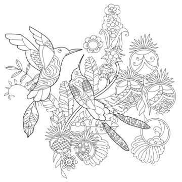 Contour linear illustration for coloring book with paradise birds in flowers. Tropic colibri,  anti stress picture. Line art design for adult or kids  in zen-tangle style, tattoo and coloring page.