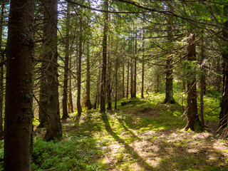 Scenic landscape in the middle of wooden coniferous forrest, surrounded by green bushes and leaves and ferns on a Fall Evening in Carpathian Nature. Amazing nature in sunny day in Ukraine. 