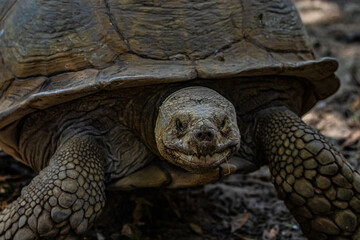Obraz premium portrait giant turtle close up