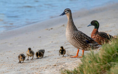 Chestnut Teal and Mallard duck and ducklings at the waterfront